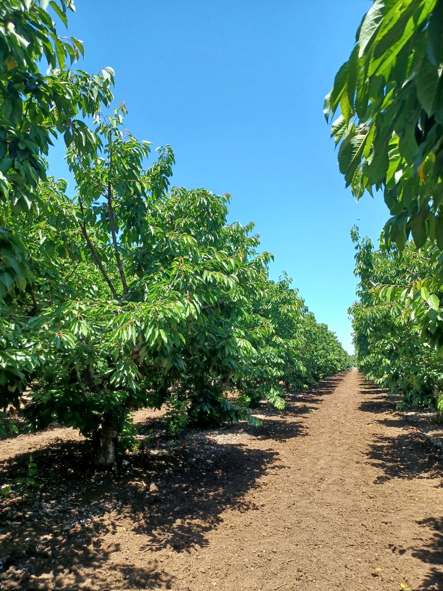 KanokoAway's tweet photo. 今日はギルロイという町にある農園でサクランボ狩りに挑戦🍒。

📍Borello Family Farms
#GilroyCA https://t.co/lF4nsY3IYc