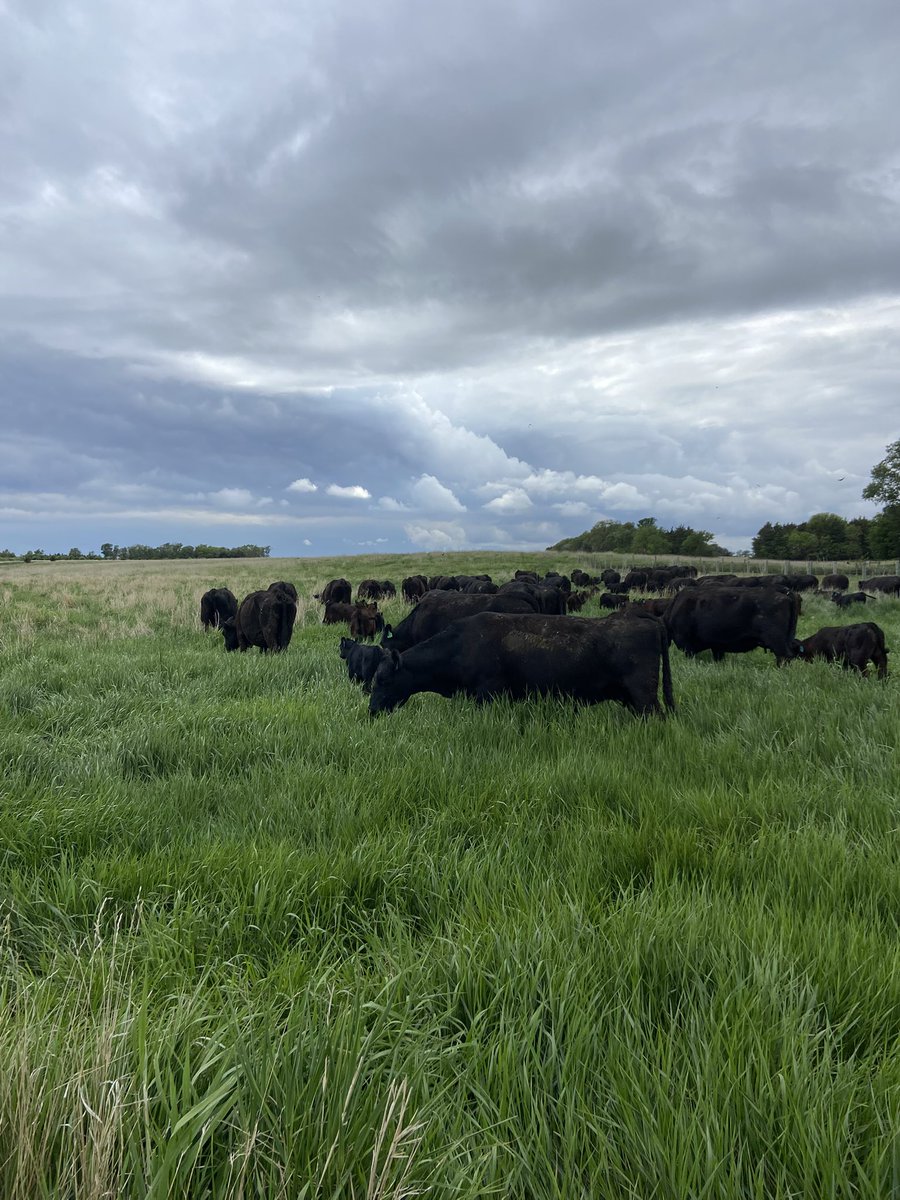 The last group is worked and out to grass, always a good feeling