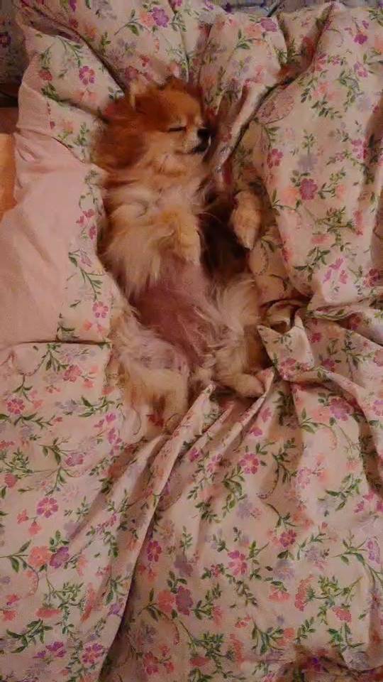 #ぷーたん ふかふかお布団に埋もれてねんねするのが大好きだった💤💕

可愛い天使の寝顔🥹💖

エコー検査でバリカンされて 
つるつるになったぽんぽんに 
ちゅっちゅするのが好きだったな😘🫶🏻💖

いつも大嫌いな病院も頑張ってくれたね🏥🔎💉💊

ありがとう💖

#全日本きもちよさそうに眠るいぬ選手権