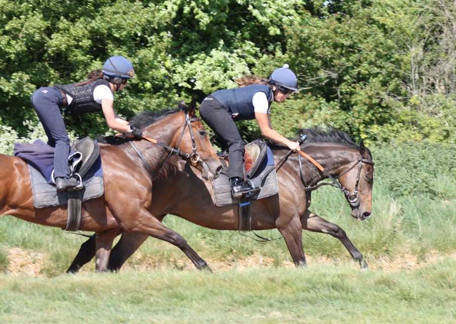 AMAZING RACING SYNDICATES tweet media