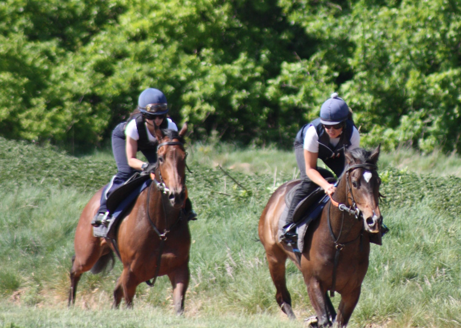 AMAZING RACING SYNDICATES tweet media