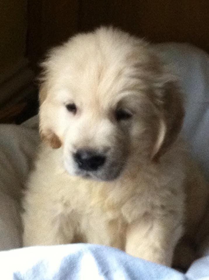 The old fella has finally left us today after 12 1/2 years of memories and love. Heartbreaking for us all but we all made some amazing memories together ❤️#goldies