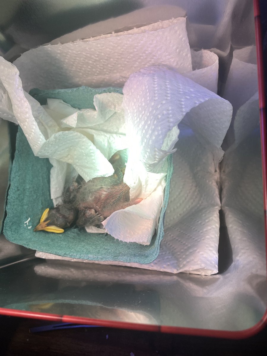 I think I'm sad. On top of that, I got this bird I fucking hate but started loving. It's so ugly and never stops screaming at me. It's covered in feathers rn