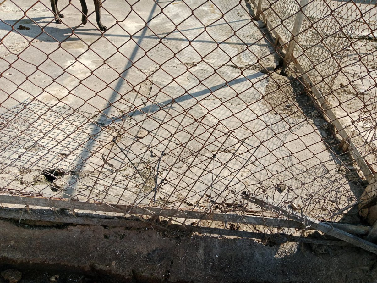 Para yok,mama alamıyoruz diyen Foça barınağı,etrafı sırf çimçitle kapladı,sırf içerdeki katliam gözükmesin diye pardon??? 4 m2 çimçit yaptırdım 6500 tl ye,siz o kdr m2 çite para harcamayı biliyorsunuz,zehir
için para harcamayı biliyorsunuz?Bir duysun sesimizi!Yrn toplama emri