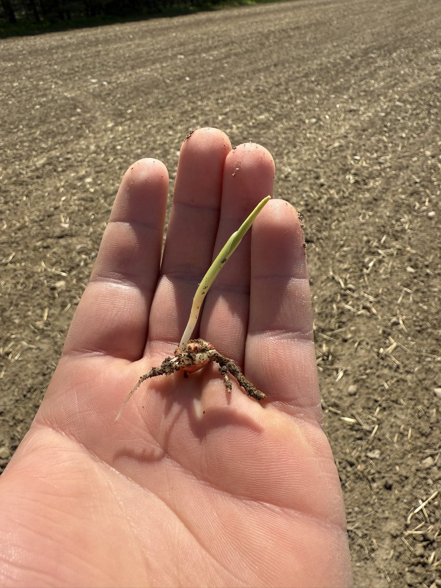 Scott Standeaven (@scottstandeaven) on Twitter photo .<a href="/PRIDESeeds/">PRIDE Seeds</a> A6580G4 ๐ฝ jumping up and out of the ground! All it ask for is a warm rain. #PRIDEInMyField <a href="/hitchingpost19/">The Hitching Post (2019) Ltd</a> .<a href="/PRIDESeeds/">PRIDE Seeds</a> A6580G4 ๐ฝ jumping up and out of the ground! All it ask for is a warm rain. #PRIDEInMyField <a href="/hitchingpost19/">The Hitching Post (2019) Ltd</a>