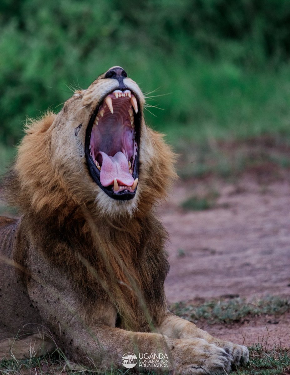 UgandaCF's tweet photo. Roaming the wild, ruling with pride — from the open plains to the spiny treetops. The tree-climbing lions of #QueenElizabethNationalPark! 

1/2

@tusk_org @GreatPlainsCons @swbg @LionRecovery @StateINL @SeaWorld &amp; Busch Gardens Conservation Fund https://t.co/wp2E7O9gEC