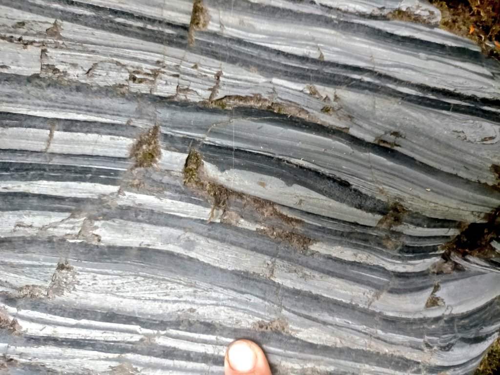 Tim Webster tweet media