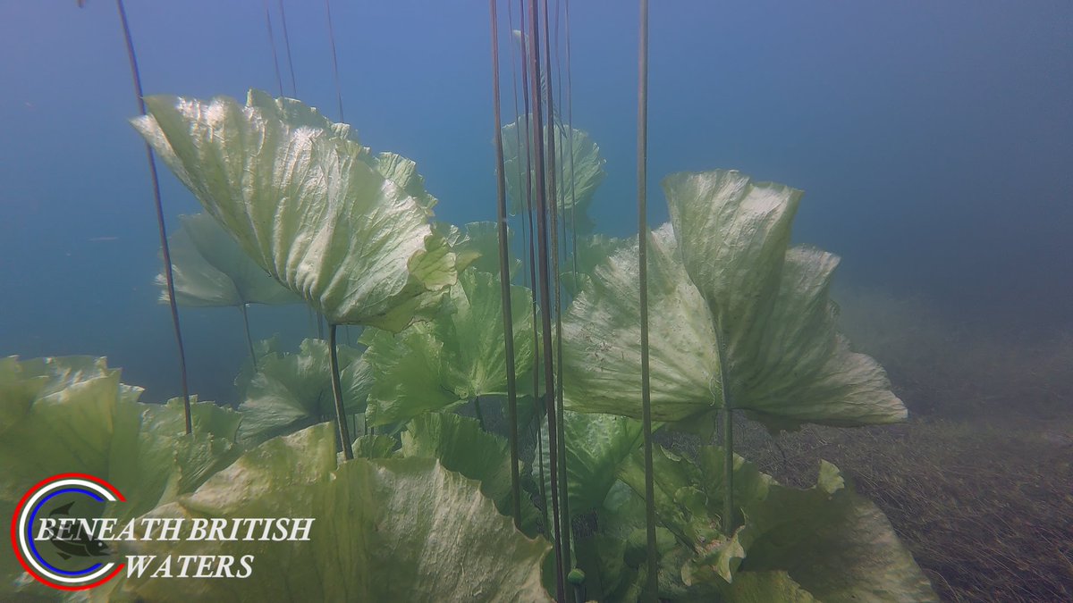 Been out filming the lungs of the water. Always nice to film fish but filming the underwater vegetation can be just as rewarding. Freshwater rules. Lets appreciate it more.
#freshwaterfish #scuba #underwater #NatureBeauty