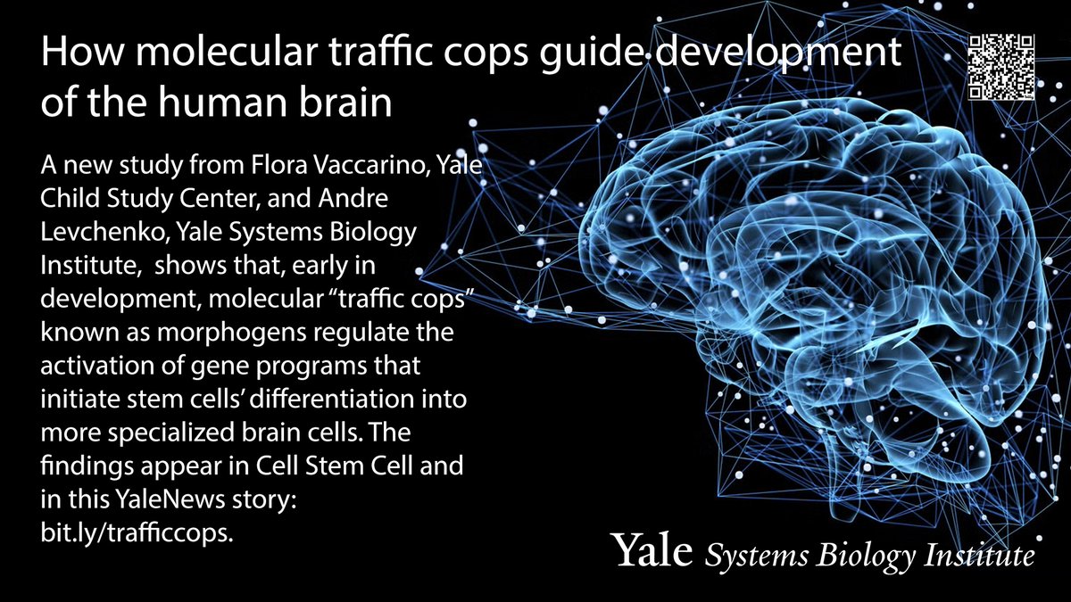 Yale West Campus (@yalewestcampus) on Twitter photo Collaborators at the Yale Child Study Center and Systems Biology Institute reveal molecular mechanisms that initiate brain stem cells differentiation bit.ly/trafficcops <a href="/YaleEngineering/">Yale Engineering</a> <a href="/YaleCSC/">Yale Child Study Center</a> Collaborators at the Yale Child Study Center and Systems Biology Institute reveal molecular mechanisms that initiate brain stem cells differentiation bit.ly/trafficcops <a href="/YaleEngineering/">Yale Engineering</a> <a href="/YaleCSC/">Yale Child Study Center</a>