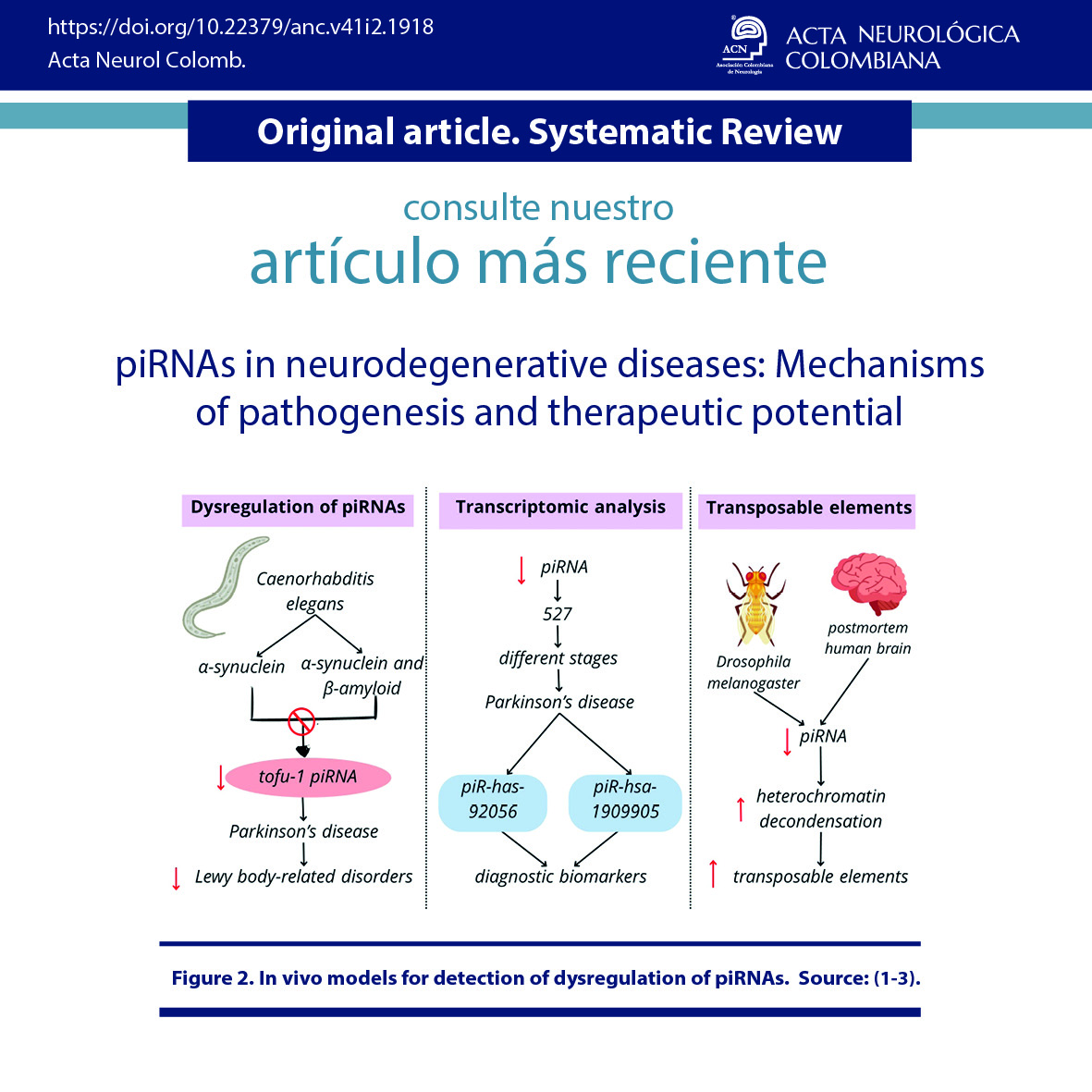 doi.org/10.22379/anc.v…
Son distintos los mecanismos fisiopatológicos de desregulación de los piRNAs en las enfermedades neurodegenerativas y se han desarrollado diversos modelos de análisis para su detección.