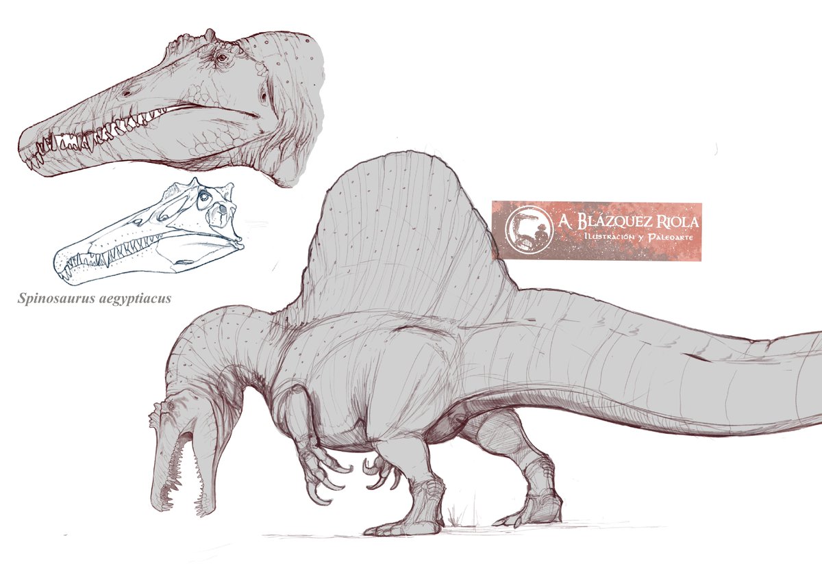 Sketches to know #Spinosaurus aegyptiacus.