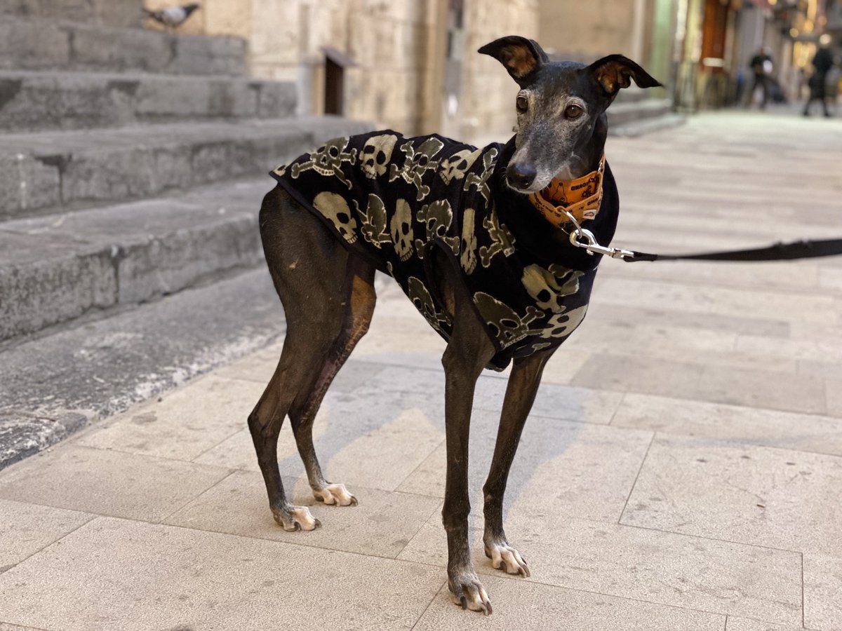 Isa Moreno tweet media