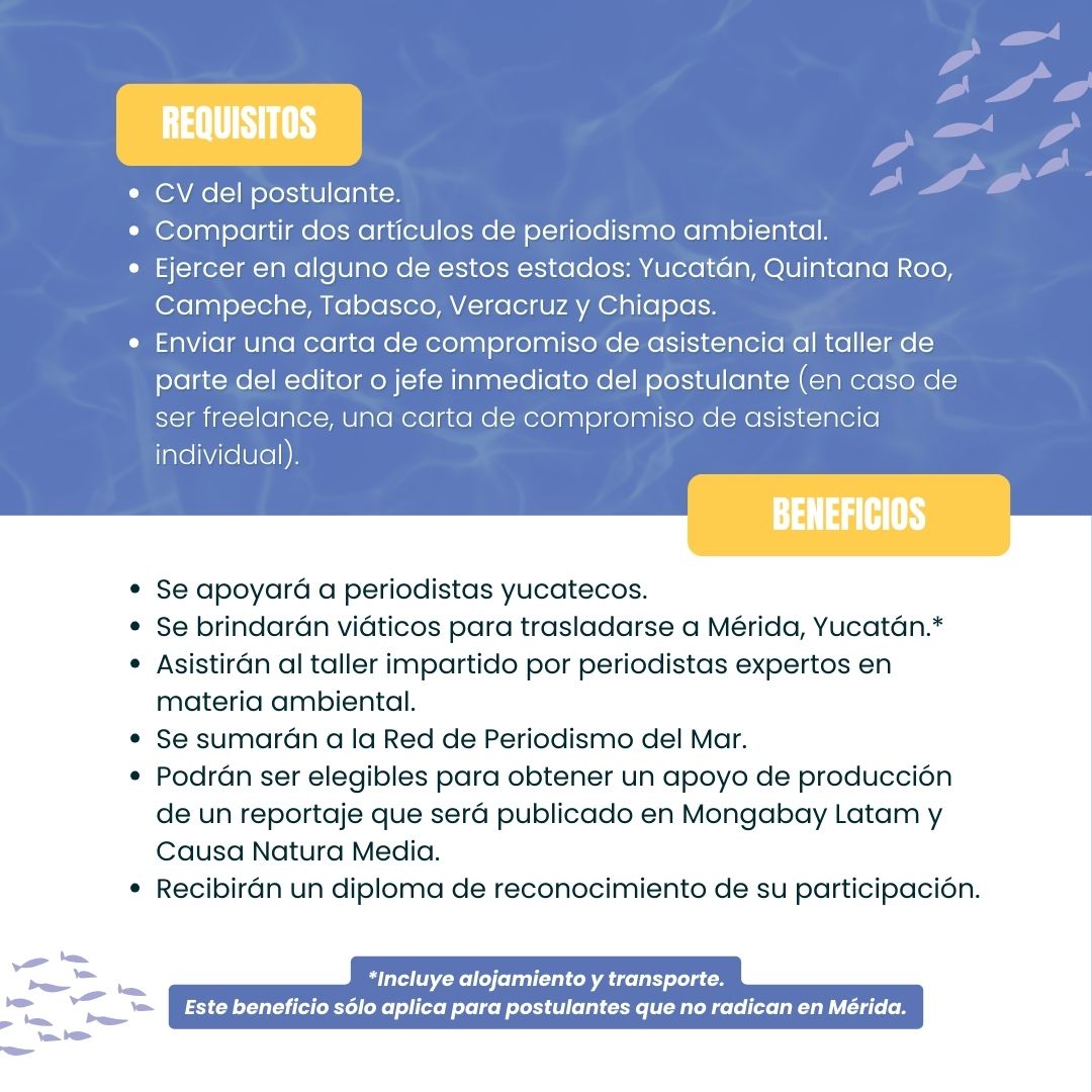 MongabayLatam's tweet photo. 📢¡Atención, periodista!
Súmate al tercer #EncuentroporlosMares, un taller organizado por @MongabayLatam y @CausaNatura
 
🥳Podrás recibir viáticos para viajar a #Mérida, #Yucatán, y participar por un apoyo de producción. 

📅Aplica hasta el 24 de mayo ⬇️  https://t.co/I2KTapF9MH https://t.co/wWiuLZeoxk