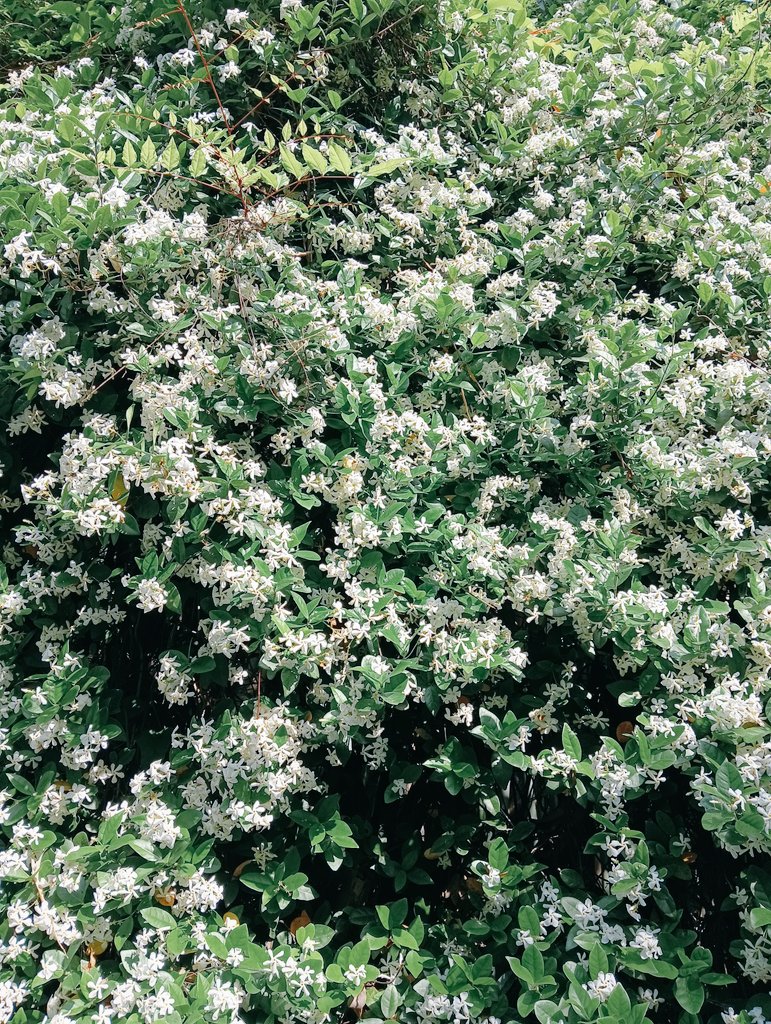 kreuz20470721's tweet photo. 🌿͛💠ᘜOOᗪ ᗰOᖇᑎIᑎᘜ͛💠🌿

2025/05/21  𝚆𝚎𝚍.
今日も暑くなりそうですね🌞☕🍀

紫外線対策とこまめな水分補給、体調に気をつけて心穏やかな素敵な一日をお過ごしくたさい☺🌈✨ https://t.co/4JIo0Ru82a