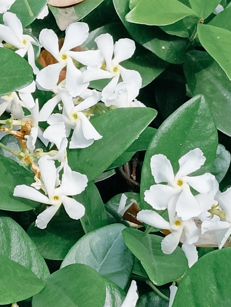 kreuz20470721's tweet photo. 🌿͛💠ᘜOOᗪ ᗰOᖇᑎIᑎᘜ͛💠🌿

2025/05/21  𝚆𝚎𝚍.
今日も暑くなりそうですね🌞☕🍀

紫外線対策とこまめな水分補給、体調に気をつけて心穏やかな素敵な一日をお過ごしくたさい☺🌈✨ https://t.co/4JIo0Ru82a
