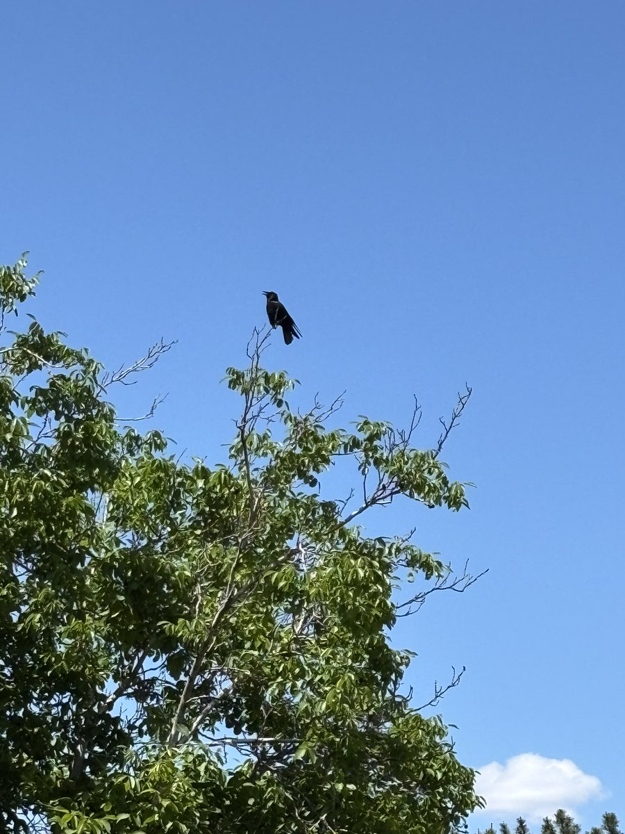 A corvid neighbor spotted a new birb on the block and came by to say “hello”