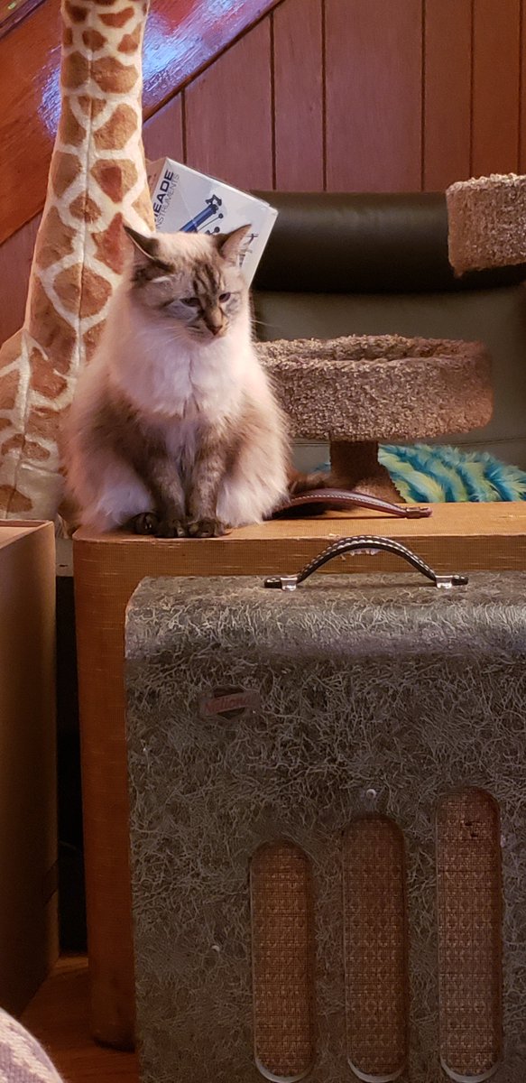 TomsAmpsDetroit's tweet photo. @UndercoverIndy Yep, #CatsOnAmps. But not unsupervised... https://t.co/x1RzhxM2Dy