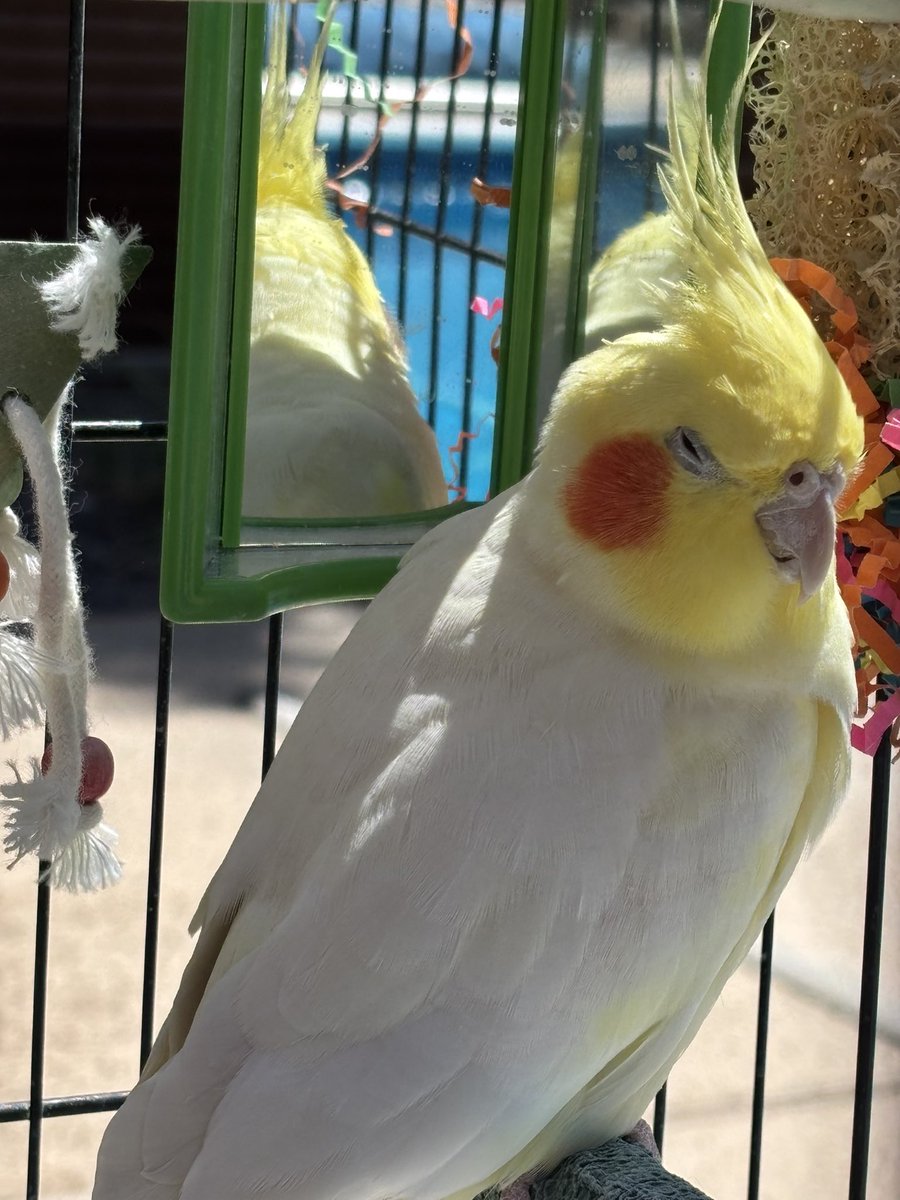Mr birb, poolside this afternoon.  We all want to be Mr Birb…
