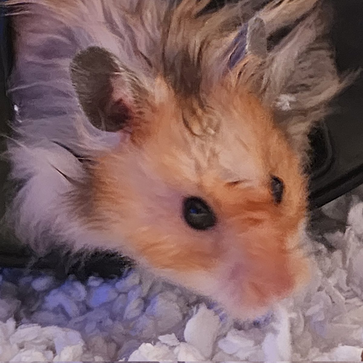 <a href="/CuteBoyCooper/">Cooper</a> <a href="/AlanSla90124663/">Olly the Cat, Monarch of The Moglets. RIP Maximus.</a> <a href="/BuddyakaBuddyB1/">Buddy Boo ❤️ Olly forever</a> <a href="/therealnsm0220/">im the real Nick</a> <a href="/Nacho87329549/">Nacho</a> <a href="/creative54/">MIMI THE TABBY😺</a> <a href="/MariaPulk/">🌈Coop, 🌈Willow, Smokey & Mummy Maria 💔Squirt</a> <a href="/Helensthoughts1/">LokiLollipop&TakiniTaco</a> <a href="/ChrisGo43167730/">Chris and Buffy</a> <a href="/georgiarealist/">Susan Burge and Puddin 🦥</a> <a href="/BrambleRamble4/">Bramble, Mum &🌈Angel Tommy</a> <a href="/pvisnesky/">Francis Albert 💔Athena🌈🕊️</a> <a href="/Eliot01375004/">Eliot, big brofur of Atwood & Borys 🇦🇺 🇺🇦</a> <a href="/psiangelic/">Louis, 🌈 Heath & Mommy 💞</a> <a href="/ToursMum/">Charlie & Mum</a> <a href="/Merlin80643296/">Merlin🌈&Freyja & Sylvester & Puck</a> <a href="/Hookumcrew/">Nosy & Parker and Ted. 🌈 members Lara and Mitten</a> <a href="/Tarde_WaterBear/">Cpt Otto Katsuo liberté égalité et fraternité</a> <a href="/DurranSean/">Sean Durran & Freddie 😺🐾🐾</a> <a href="/HibiscusLynn/">Hekili&Ranger & Lynn Riemer. 💙💛💙💛</a> <a href="/cory20191/">Olive&Greta&Cory</a> <a href="/MurphyTCat/">Angel Murphy & Angel 😇 Boo 🌈 🌉</a> <a href="/Shadowsmush/">Kiwi and stitch 🌈Shadow🌈</a> <a href="/jerry_tuxedo/">Angel 🌈 Captain Jerry - RIP 1.8.2013-17.6.2025</a> <a href="/tiggy_catt247/">Junior Jam Roly Poly</a> <a href="/TJS12145/">TJS</a> <a href="/MatthewSummors/">Alfie the Cat</a> <a href="/parsleysmum/">Ollie the Pappy & Cleo Kitty</a> <a href="/philduthie/">philduthie🌈⚽️🇺🇦🏴󠁧󠁢󠁳󠁣󠁴󠁿🏳️‍🌈</a> <a href="/Gina_Moona/">Gina & Moona</a> <a href="/Freeds/">Freda Bowes Brown</a> <a href="/Dr_eVal/">Val Gilchrist</a> <a href="/JesseJames0216/">Jesse James 💜’s Olly Forever</a> <a href="/CynthiaRelihan/">Bella🌈Lily, and Poppy. #kindnessmatters #bekind</a> <a href="/bar25910920/">Ben🐈Honey🐈Lily✨🌈🐈</a> <a href="/Sg3912/">Gato 🐱🍰Sasha and Max ECC🙏</a> <a href="/denvor18/">Dionysia Voridi 👠,Nikkei &Ortipo</a> <a href="/FrankieDoode/">Franklin</a> <a href="/GodsJoyCat/">JJ Pumpkin Pie Edible Cats Club</a> <a href="/LittleTess3/">Tessie 💙 RIP Olly 🐾</a> <a href="/EdibleCatsClub/">EdibleCatsClub</a> <a href="/WuffyisFloofy/">♥️Wuffy is Floofy, an vury happy xx♥️</a> <a href="/CowboyTheBengal/">Cowboy & Mischief love & miss our 🌈OTRB furrends</a> <a href="/TomKattman/">Tom Kattman</a> Are you Cooper of Coop &amp; Willow?🐹🐾😺 ##Eccsecurity #ECCHappyHour