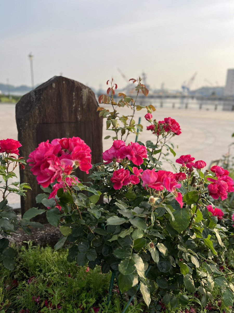 おはようございます☀

ヴェルニー公園、潮風とバラのいい香りが朝を彩り、素敵な1日でありますように