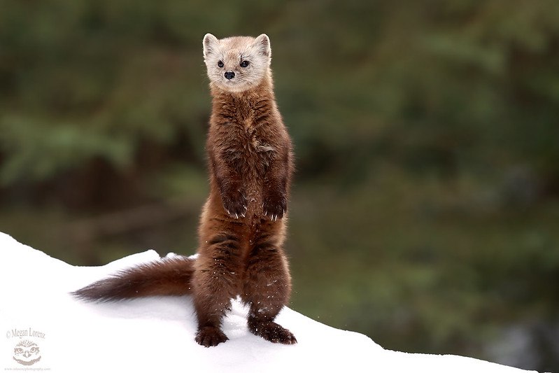 [🔗](api.tinyfox.dev/hourly/pinemar…)