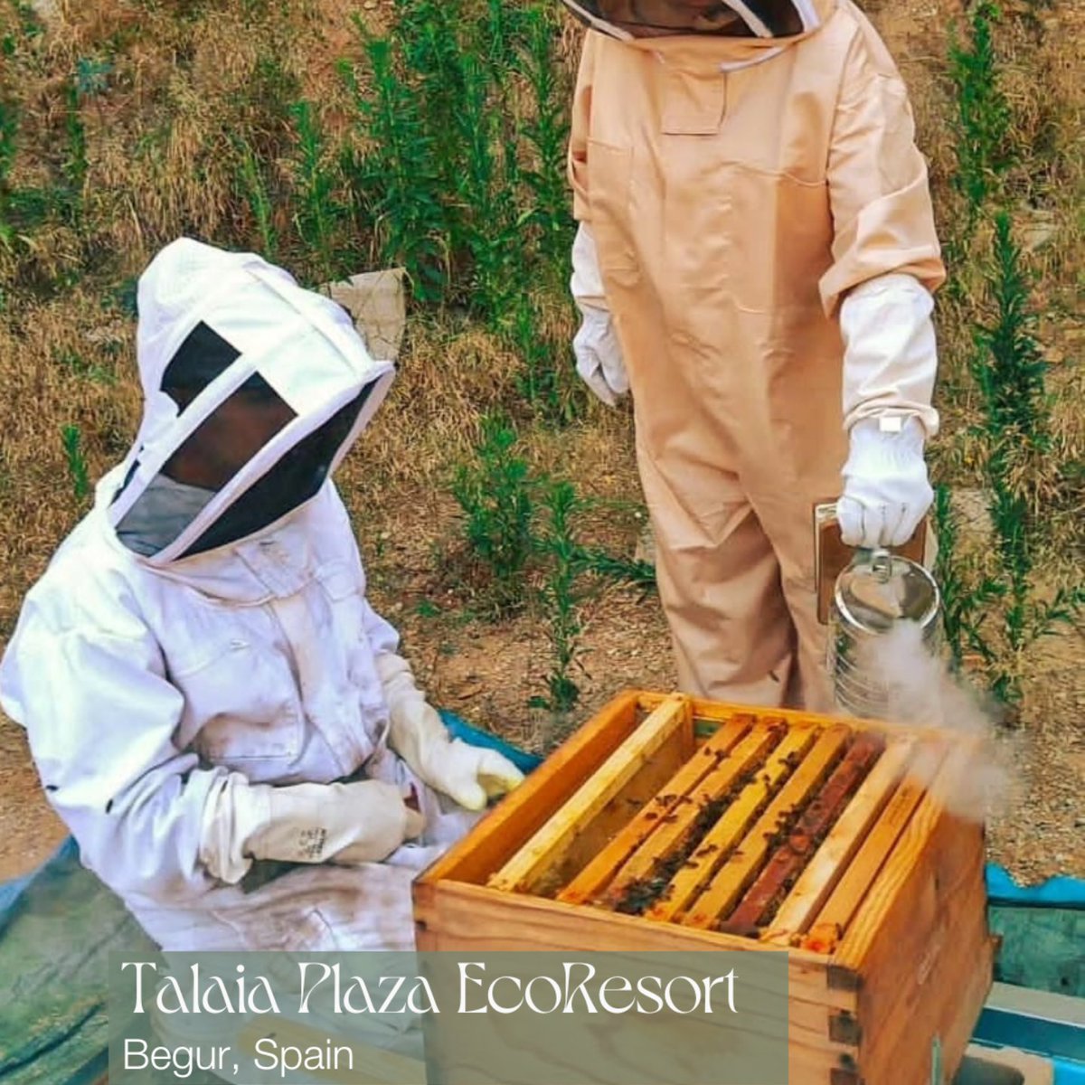 This World Bee Day, we’re shining a light on the tiny guardians of our ecosystems — and the places that protect them.

Discover a few of our hotels that are going the extra mile for the planet’s most essential pollinators.

#StayBeyondGreen #WorldBeeDay #SustainableTravel