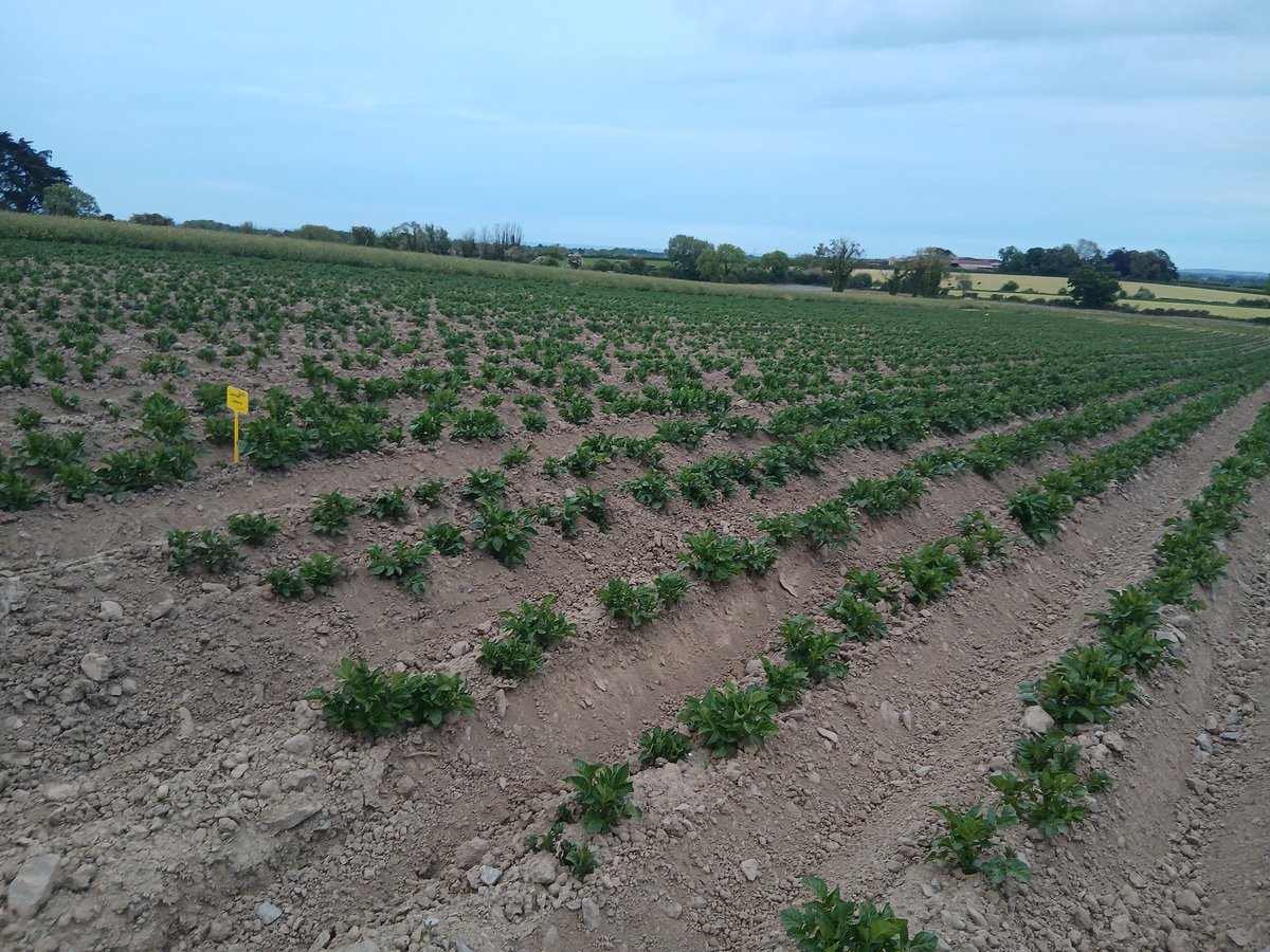 BallymakennyF's tweet photo. Sowing #Veg for our #spudshack customers started this week.
Rainbow Carrots
Candy Beetroot
Herbs
Reddish
Lettuce
In so far...
We are opening #SpudShack Friday & Saturday this week, we have gorgeous Irish greenhouse early potatoes in punnets they flew out last Saturday. https://t.co/0BmYb4M3yV