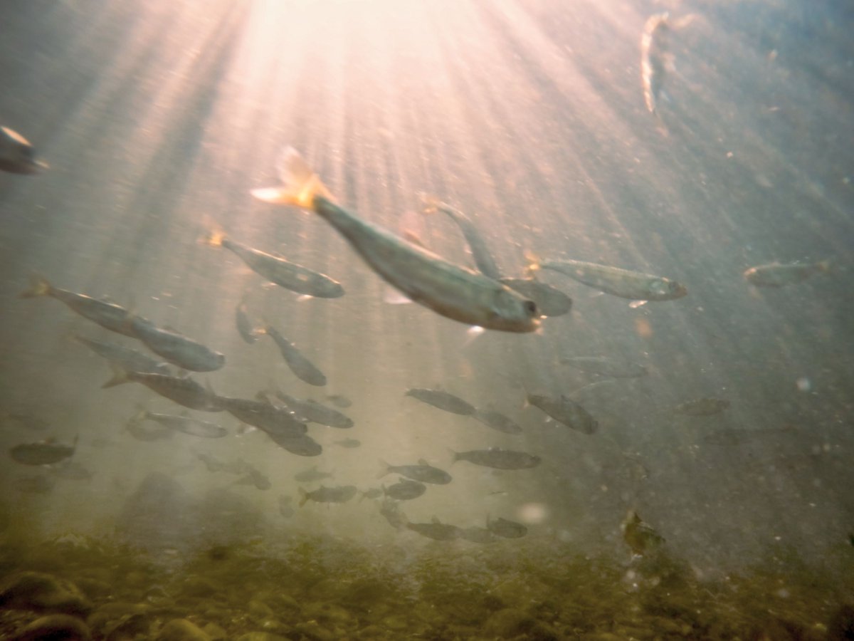 The Chinook Are Released! And fire update - mailchi.mp/c6220f48187c/m…