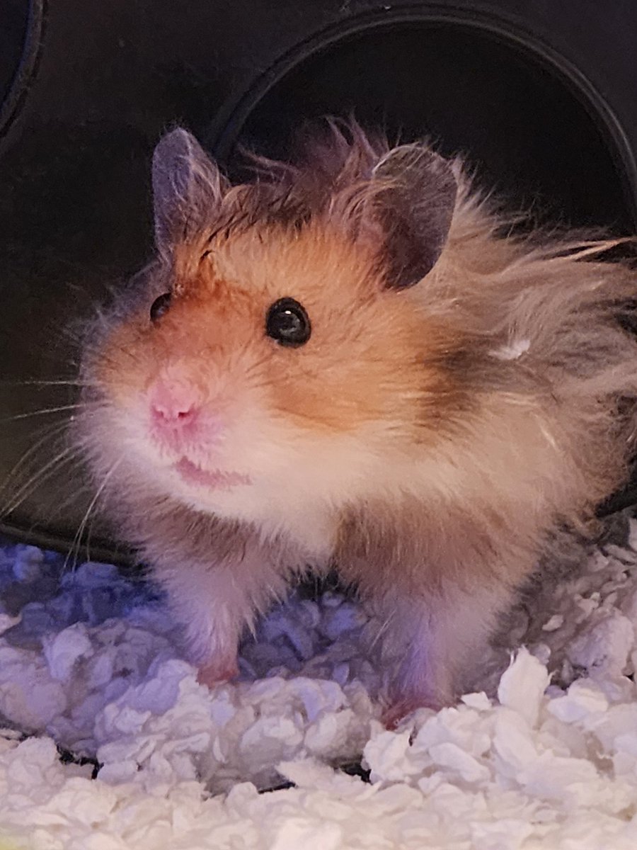 <a href="/CuteBoyCooper/">Cooper</a> <a href="/AlanSla90124663/">Olly the Cat, Monarch of The Moglets. RIP Maximus.</a> <a href="/BuddyakaBuddyB1/">Buddy Boo ❤️ Olly forever</a> <a href="/therealnsm0220/">im the real Nick</a> <a href="/Nacho87329549/">Nacho</a> <a href="/creative54/">MIMI THE TABBY😺</a> <a href="/MariaPulk/">🌈Coop, 🌈Willow, Smokey & Mummy Maria 💔Squirt</a> <a href="/Helensthoughts1/">LokiLollipop&TakiniTaco</a> <a href="/ChrisGo43167730/">Chris and Buffy</a> <a href="/georgiarealist/">Susan Burge and Puddin 🦥</a> <a href="/BrambleRamble4/">Bramble, Mum &🌈Angel Tommy</a> <a href="/pvisnesky/">Francis Albert 💔Athena🌈🕊️</a> <a href="/Eliot01375004/">Eliot, big brofur of Atwood & Borys 🇦🇺 🇺🇦</a> <a href="/psiangelic/">Louis, 🌈 Heath & Mommy 💞</a> <a href="/ToursMum/">Charlie & Mum</a> <a href="/Merlin80643296/">Merlin🌈&Freyja & Sylvester & Puck</a> <a href="/Hookumcrew/">Nosy & Parker and Ted. 🌈 members Lara and Mitten</a> <a href="/Tarde_WaterBear/">Cpt Otto Katsuo liberté égalité et fraternité</a> <a href="/DurranSean/">Sean Durran & Freddie 😺🐾🐾</a> <a href="/HibiscusLynn/">Hekili&Ranger & Lynn Riemer. 💙💛💙💛</a> <a href="/cory20191/">Olive&Greta&Cory</a> <a href="/MurphyTCat/">Angel Murphy & Angel 😇 Boo 🌈 🌉</a> <a href="/Shadowsmush/">Kiwi and stitch 🌈Shadow🌈</a> <a href="/jerry_tuxedo/">Angel 🌈 Captain Jerry - RIP 1.8.2013-17.6.2025</a> <a href="/tiggy_catt247/">Junior Jam Roly Poly</a> <a href="/TJS12145/">TJS</a> <a href="/MatthewSummors/">Alfie the Cat</a> <a href="/parsleysmum/">Ollie the Pappy & Cleo Kitty</a> <a href="/philduthie/">philduthie🌈⚽️🇺🇦🏴󠁧󠁢󠁳󠁣󠁴󠁿🏳️‍🌈</a> <a href="/Gina_Moona/">Gina & Moona</a> <a href="/Freeds/">Freda Bowes Brown</a> <a href="/Dr_eVal/">Val Gilchrist</a> <a href="/JesseJames0216/">Jesse James 💜’s Olly Forever</a> <a href="/CynthiaRelihan/">Bella🌈Lily, and Poppy. #kindnessmatters #bekind</a> <a href="/bar25910920/">Ben🐈Honey🐈Lily✨🌈🐈</a> <a href="/Sg3912/">Gato 🐱🍰Sasha and Max ECC🙏</a> <a href="/denvor18/">Dionysia Voridi 👠,Nikkei &Ortipo</a> <a href="/FrankieDoode/">Franklin</a> <a href="/GodsJoyCat/">JJ Pumpkin Pie Edible Cats Club</a> <a href="/LittleTess3/">Tessie 💙 RIP Olly 🐾</a> <a href="/EdibleCatsClub/">EdibleCatsClub</a> <a href="/WuffyisFloofy/">♥️Wuffy is Floofy, an vury happy xx♥️</a> <a href="/CowboyTheBengal/">Cowboy & Mischief love & miss our 🌈OTRB furrends</a> <a href="/TomKattman/">Tom Kattman</a> You two are the very best!🐹🐾❤️😺😺 ##Eccsecurity #Eccenrolment