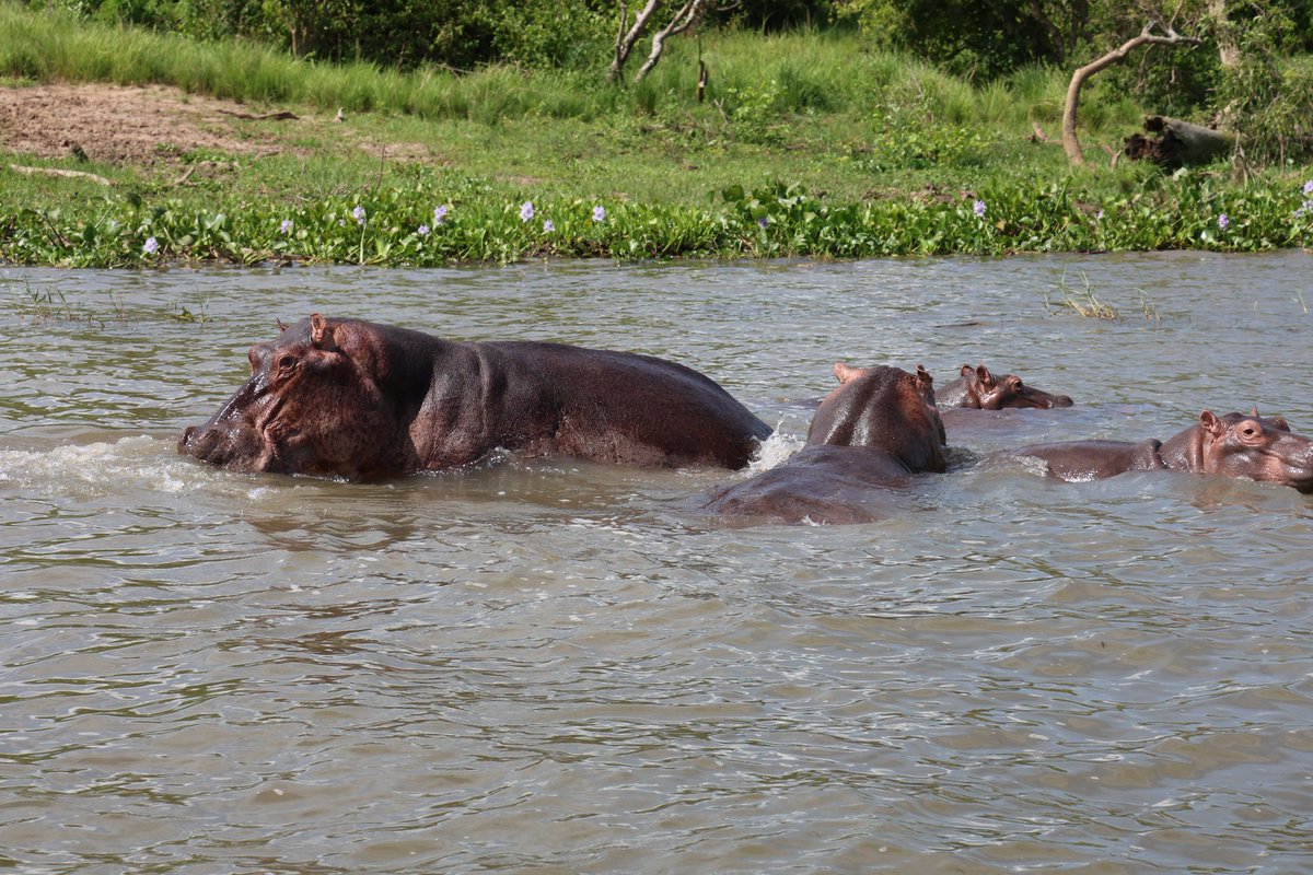 Murchison Falls, where water screams, hippos judge, and you remember you're just a guest in Mother Nature’s wild living room smile😎