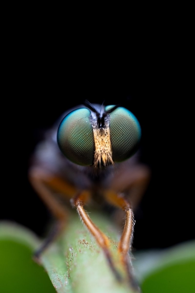 LionMacro's tweet photo. **Accesorios**

*Cámara: @Canon EOS RP
*Lente: @astrohori 25mm f2.8 2x-5x
*Retoque: Adobe Lightroom Móvil
*Flash Godox TT520II
*Difusor Guage Hoof Cover
*Cuenta IG: @LionMacro

#nature #macro #photography #macrophotography #EosRp  #canonRp #worldmacro #natgeo  #fotografia #insect https://t.co/Fp1cFpcRjr