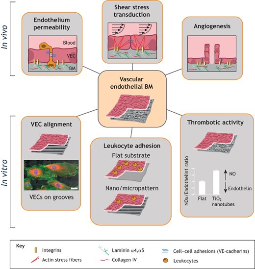 jcrivasferr's tweet photo. How do cells integrate all the #biophysical signals coming from the #BM and simultaneously respond to chemical stimuli?
Could we replace #colloids with an agent that stimulates the overexpression of #laminin 511 and thus more effectively combat #vascular #transudate and #exudate? π«°ππ§¬π¬ππ
If vascular pathologies in #diabetes are associated with #BM hardening, how can we find the therapeutic target in such an intricate network of components and #biophysical and #biochemical signals?
@AChCiencias @AHAScience @Ahmed43101178 @APSPhysiology
@AlisaAn46097029 @AsAshraf123321
@ASH_hematology @atvbahajournals @ATHjournal @CMPLPUCCHILE @LuisSobrevia2 @ALACFdifusion @SocFisiolChile @CTRC_UofSCSOM @hopkinsheart @WashUCardiology @secardiologia @JCVPOnline @CNIC_CARDIO @NatRevCardiol @HaoYin20 @Hiraselab_KU @makinenlab @vascularbiology π§΅ππ§΅π