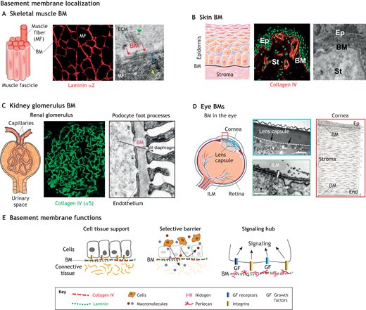 jcrivasferr's tweet photo. How do cells integrate all the #biophysical signals coming from the #BM and simultaneously respond to chemical stimuli?
Could we replace #colloids with an agent that stimulates the overexpression of #laminin 511 and thus more effectively combat #vascular #transudate and #exudate? π«°ππ§¬π¬ππ
If vascular pathologies in #diabetes are associated with #BM hardening, how can we find the therapeutic target in such an intricate network of components and #biophysical and #biochemical signals?
@AChCiencias @AHAScience @Ahmed43101178 @APSPhysiology
@AlisaAn46097029 @AsAshraf123321
@ASH_hematology @atvbahajournals @ATHjournal @CMPLPUCCHILE @LuisSobrevia2 @ALACFdifusion @SocFisiolChile @CTRC_UofSCSOM @hopkinsheart @WashUCardiology @secardiologia @JCVPOnline @CNIC_CARDIO @NatRevCardiol @HaoYin20 @Hiraselab_KU @makinenlab @vascularbiology π§΅ππ§΅π