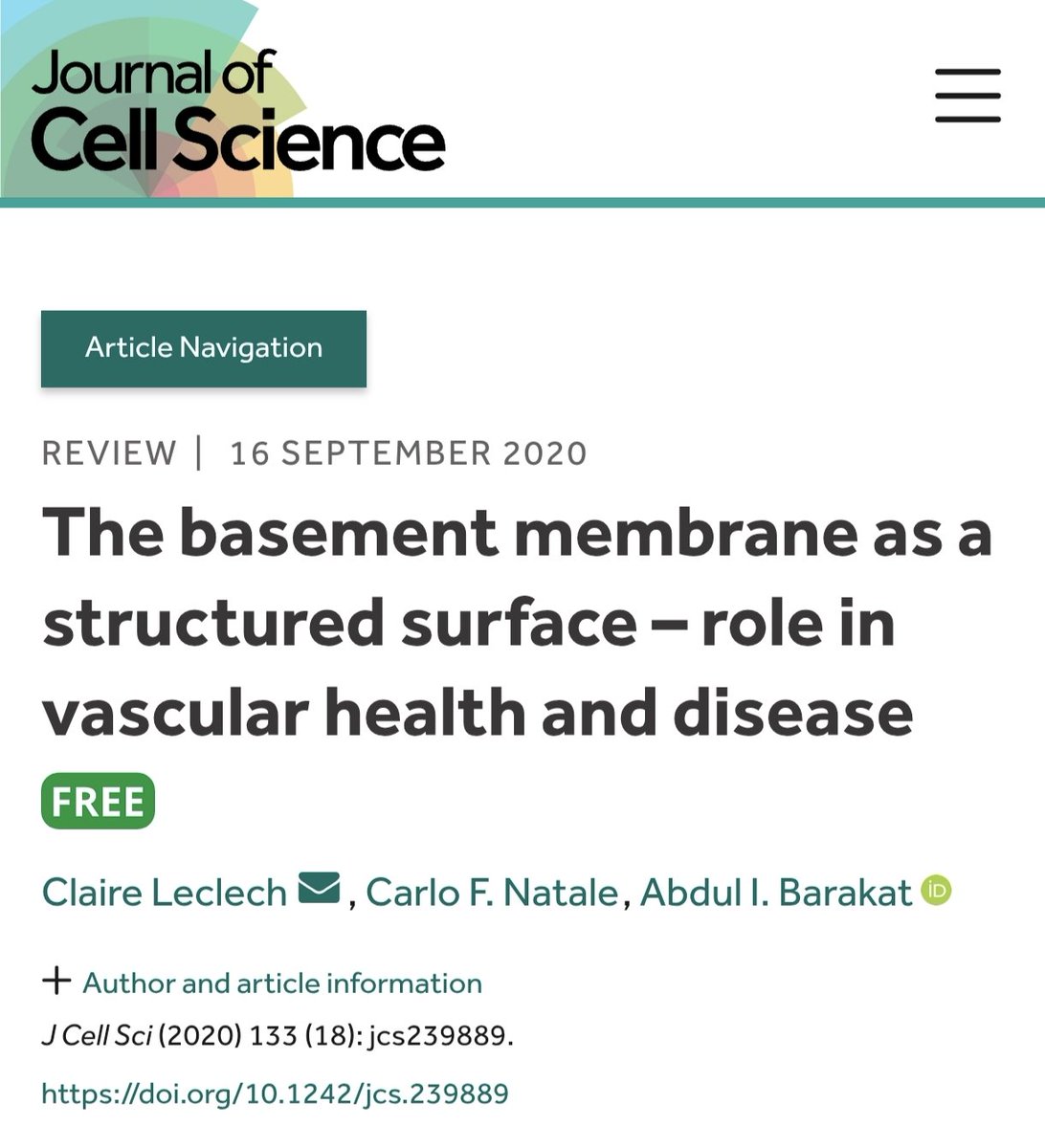 jcrivasferr's tweet photo. How do cells integrate all the #biophysical signals coming from the #BM and simultaneously respond to chemical stimuli?
Could we replace #colloids with an agent that stimulates the overexpression of #laminin 511 and thus more effectively combat #vascular #transudate and #exudate? π«°ππ§¬π¬ππ
If vascular pathologies in #diabetes are associated with #BM hardening, how can we find the therapeutic target in such an intricate network of components and #biophysical and #biochemical signals?
@AChCiencias @AHAScience @Ahmed43101178 @APSPhysiology
@AlisaAn46097029 @AsAshraf123321
@ASH_hematology @atvbahajournals @ATHjournal @CMPLPUCCHILE @LuisSobrevia2 @ALACFdifusion @SocFisiolChile @CTRC_UofSCSOM @hopkinsheart @WashUCardiology @secardiologia @JCVPOnline @CNIC_CARDIO @NatRevCardiol @HaoYin20 @Hiraselab_KU @makinenlab @vascularbiology π§΅ππ§΅π