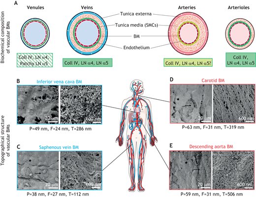 jcrivasferr's tweet photo. How do cells integrate all the #biophysical signals coming from the #BM and simultaneously respond to chemical stimuli?
Could we replace #colloids with an agent that stimulates the overexpression of #laminin 511 and thus more effectively combat #vascular #transudate and #exudate? π«°ππ§¬π¬ππ
If vascular pathologies in #diabetes are associated with #BM hardening, how can we find the therapeutic target in such an intricate network of components and #biophysical and #biochemical signals?
@AChCiencias @AHAScience @Ahmed43101178 @APSPhysiology
@AlisaAn46097029 @AsAshraf123321
@ASH_hematology @atvbahajournals @ATHjournal @CMPLPUCCHILE @LuisSobrevia2 @ALACFdifusion @SocFisiolChile @CTRC_UofSCSOM @hopkinsheart @WashUCardiology @secardiologia @JCVPOnline @CNIC_CARDIO @NatRevCardiol @HaoYin20 @Hiraselab_KU @makinenlab @vascularbiology π§΅ππ§΅π