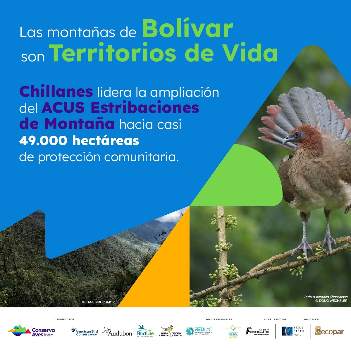 En Chillanes, Bolívar, el ACUS Estribaciones de Montaña se amplía de 40.000 a casi 49.000 ha.
Conserva Aves, junto al socio local <a href="/ECOPAR2/">Corporación ECOPAR</a> y las comunidades, fortalece la gobernanza del agua, el monitoreo de aves y la conservación del bosque andino.
