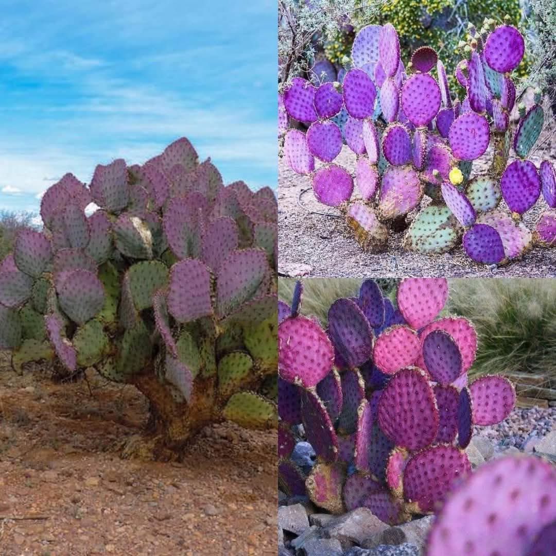 RegioCactus's tweet photo. En el corazón de la Zona entre Durango, Coahuila y Chihuahua, crece un cactus 🌵 único en el mundo , el nopal morado💜 🇲🇽 https://t.co/OuXm2kcs53