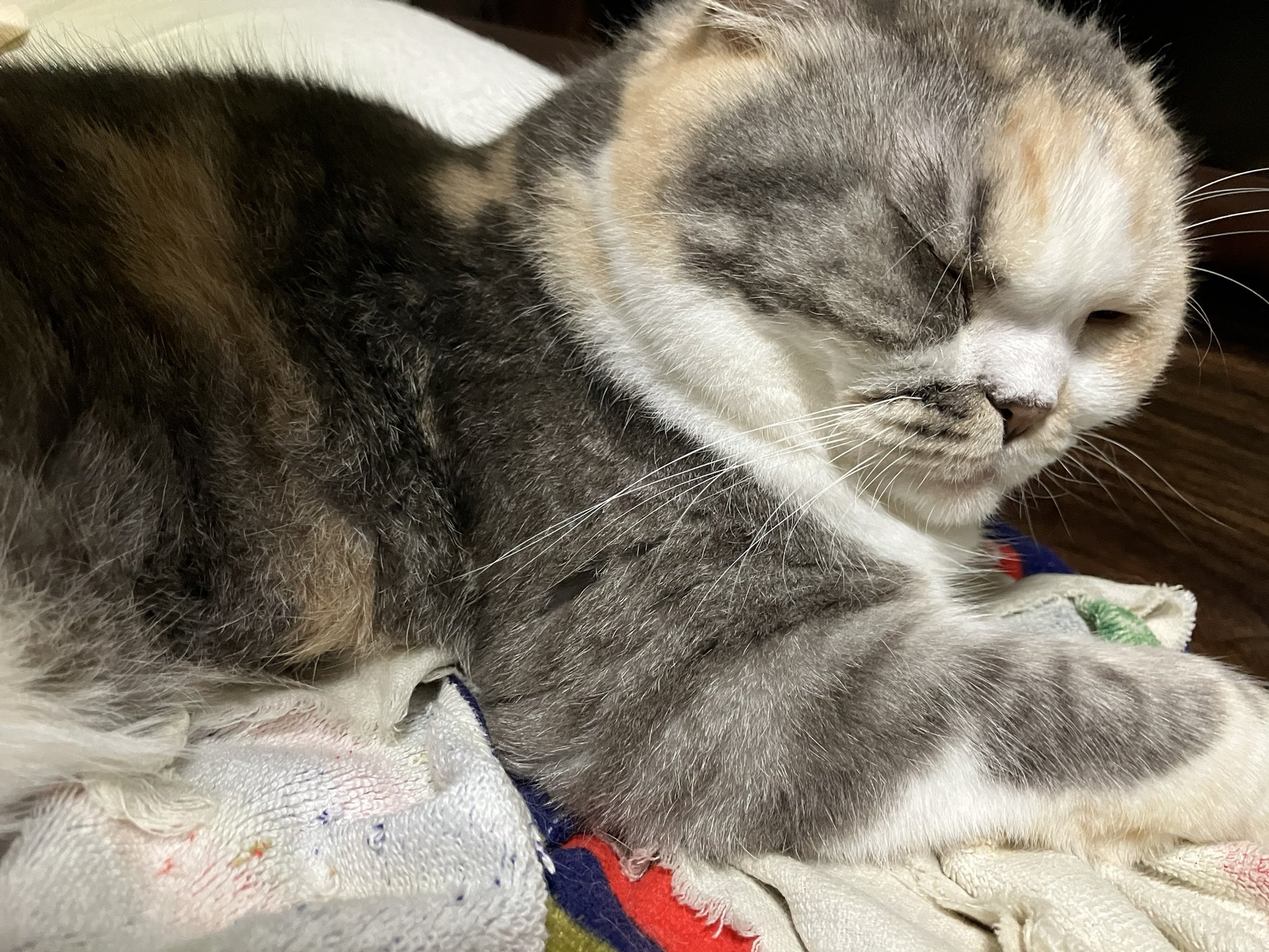 ひろ🍵🍉(SDK)😸🐈 on X: 