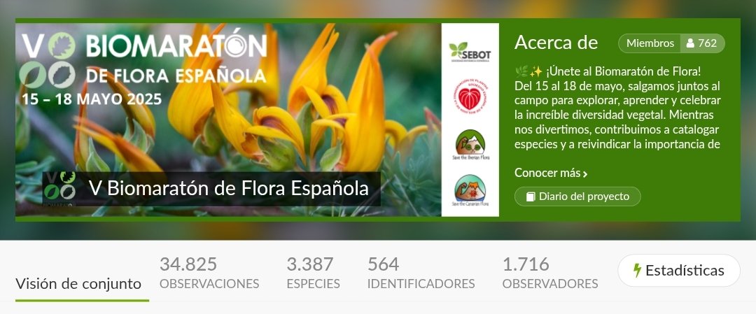 💪🌱 El periodo de observaciones del #VBiomaratón de Flora Española ha concluido, y no podemos estar más agradecidos y entusiasmados con todo lo que habéis conseguido estos días. ¡Gracias por vuestra energía y esfuerzo para que esta edición haya sido un éxito! 🧵🧵