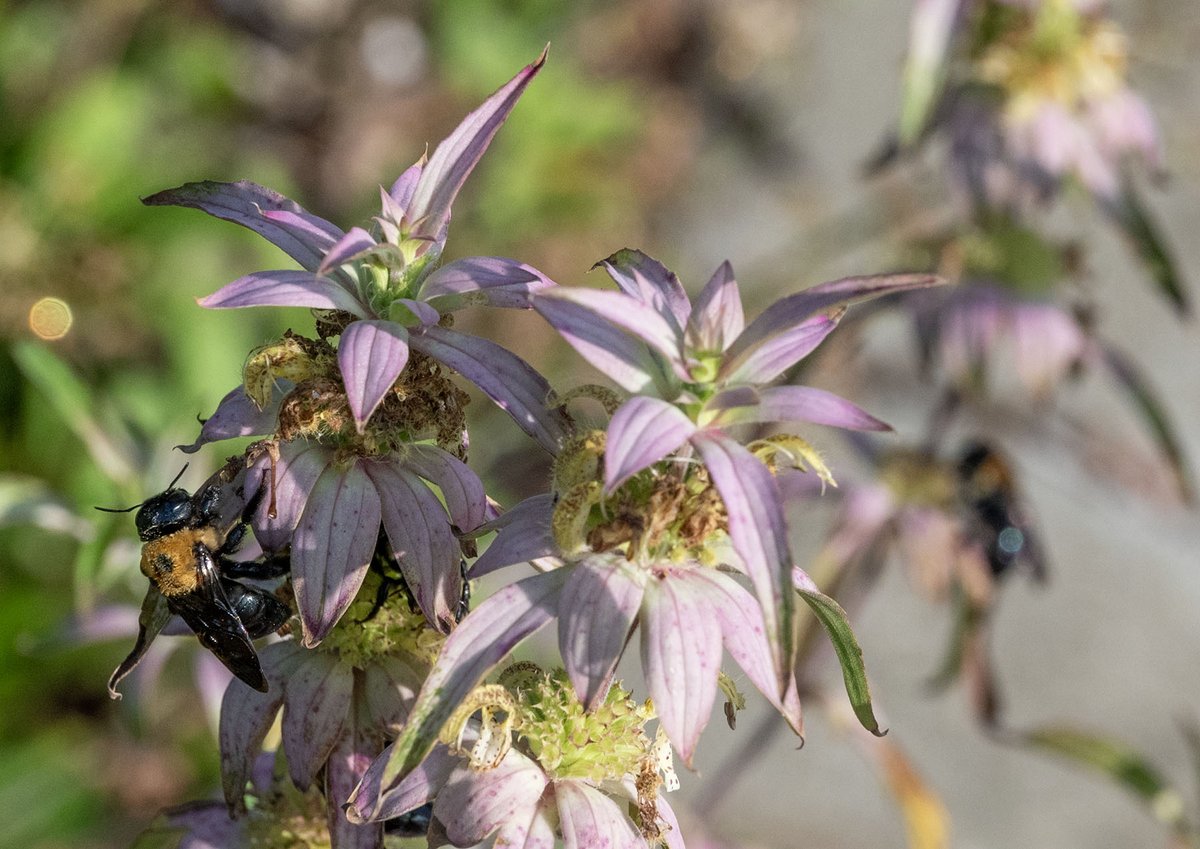 NCAquariumatPKS's tweet photo. 🐝🐝🐝Bees are important pollinators facing habitat loss & climate change. Help by planting native bee-friendly flowers & hedgerows, making bee houses, buy sustainable food, avoid chemicals & pesticides and leave the leaves! Be a bee hero! #BeeHero #BeeAwesome #BeAFriend2Bees🐝🐝 https://t.co/WoAKKI1V0D