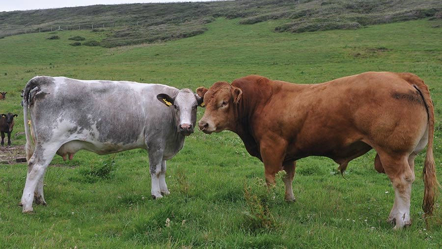 Women___Exist's tweet photo. @GoodLawProject Are you in a state of confusion and needing guidance as to which bovine to milk? https://t.co/P3oY8yj7UG