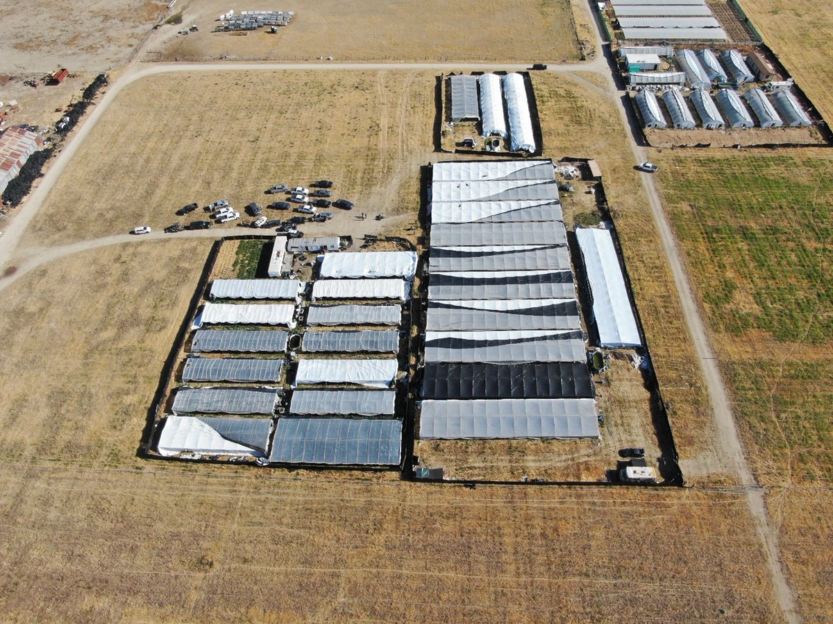 Governor Gavin Newsom (@cagovernor) on Twitter photo In the Central Valley, <a href="/CAcannabisdept/">CA Department of Cannabis Control</a> and <a href="/CaliforniaDFW/">California Department of Fish and Wildlife</a> conducted their largest operation to date, seizing 105,700 illicit cannabis plants and 22,057 pounds of processed cannabis worth $123.5 million. In the Central Valley, <a href="/CAcannabisdept/">CA Department of Cannabis Control</a> and <a href="/CaliforniaDFW/">California Department of Fish and Wildlife</a> conducted their largest operation to date, seizing 105,700 illicit cannabis plants and 22,057 pounds of processed cannabis worth $123.5 million.