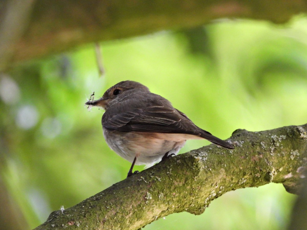 alanbodd's tweet image. Epic day out with Hudsonian Godwit at Titchfield Haven,Hampshire, 3 Honey Buzzard at Woolbeding Common, West Sussex and a Spotted Flycatcher back in Warwickshire.