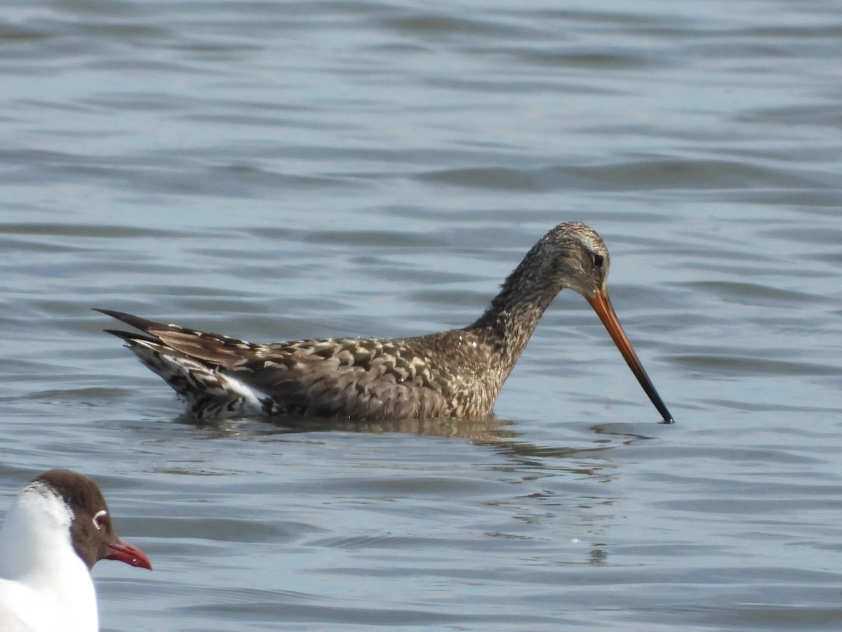 alanbodd's tweet image. Epic day out with Hudsonian Godwit at Titchfield Haven,Hampshire, 3 Honey Buzzard at Woolbeding Common, West Sussex and a Spotted Flycatcher back in Warwickshire.