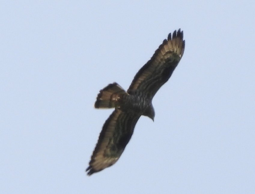 alanbodd's tweet image. Epic day out with Hudsonian Godwit at Titchfield Haven,Hampshire, 3 Honey Buzzard at Woolbeding Common, West Sussex and a Spotted Flycatcher back in Warwickshire.