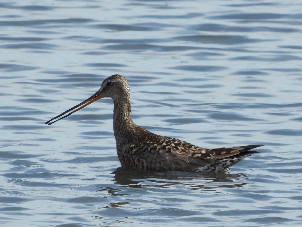 alanbodd's tweet image. Epic day out with Hudsonian Godwit at Titchfield Haven,Hampshire, 3 Honey Buzzard at Woolbeding Common, West Sussex and a Spotted Flycatcher back in Warwickshire.