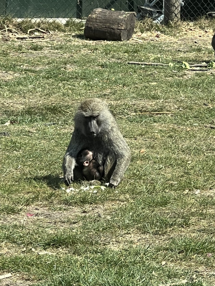 Lauren Owen tweet media