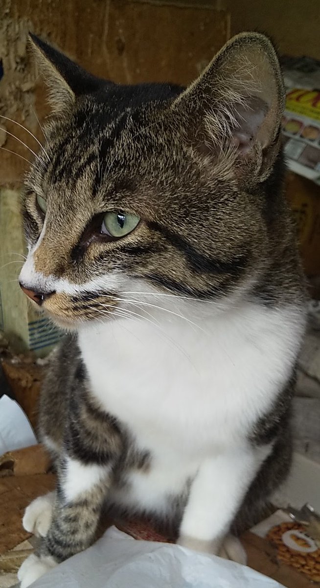 2025年5月21日  水曜日  小満

おはようございます！

花壇に植えられている
タデ藍とラムズイヤーが
順当に育っています！
ラムズイヤーは三代目！

ラムズイヤーの花言葉…
生まれたばかりの孫の耳たぶ！
ドラマ、風のガーデンの本にて！

新幹線を乗り継いで北海道へ
ウ－ルチャレンジin十勝の