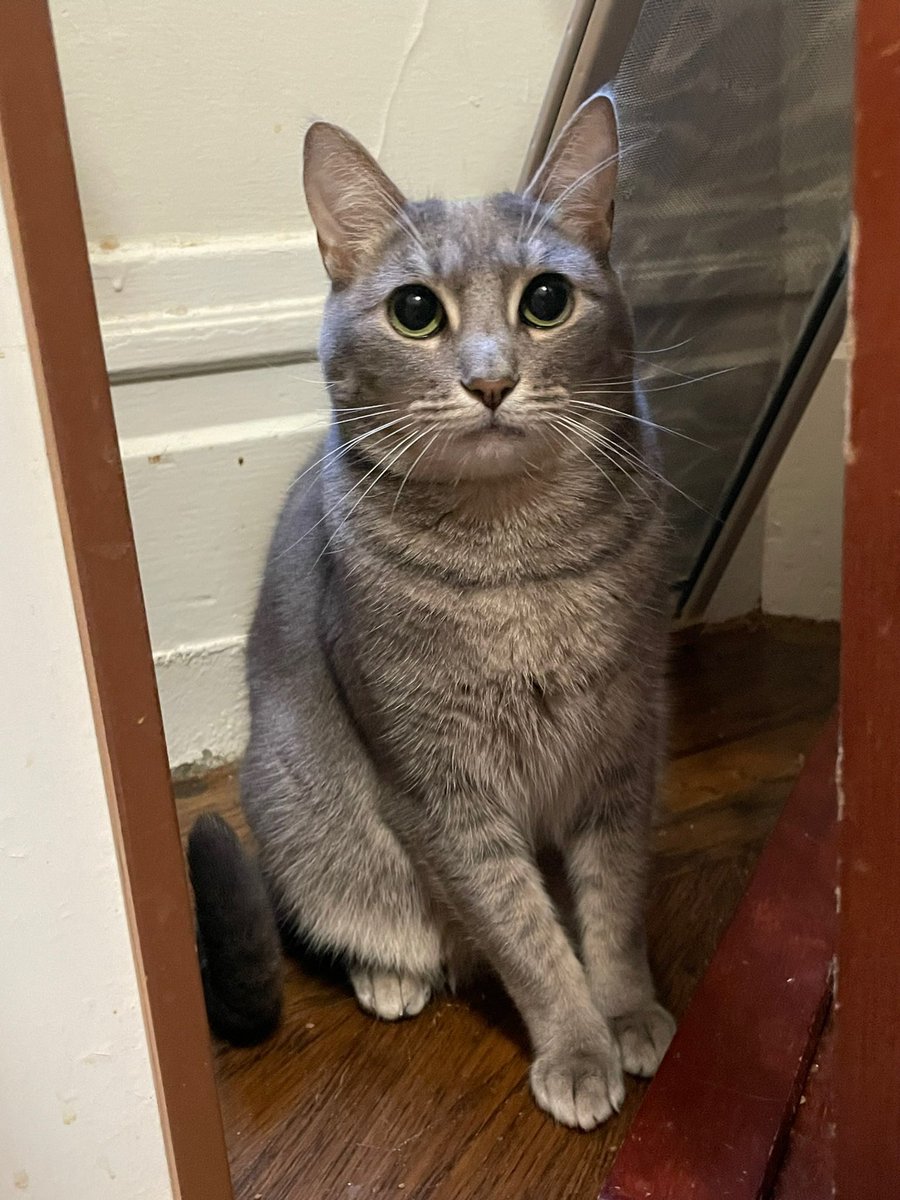 I’m Gracie Gray, a petite 2-year-old gal &amp; a  gentle soul ready to bloom. I am a quiet &amp; tender-hearted girl looking for a calm &amp; patient forever home. At first, I might be a little shy, but once I learn to trust you, I become very affectionate.

Adopt: givemesheltersf.org/mobile/animal.…