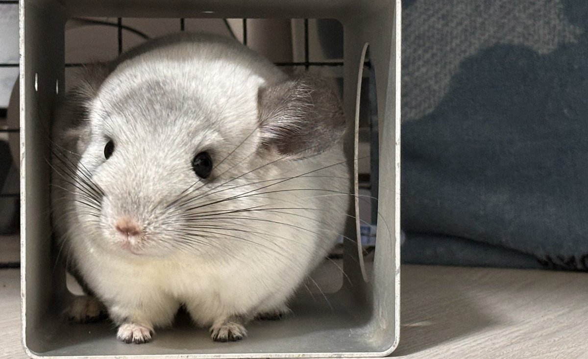 mosumorumo's tweet photo. 新たにモザイクカラーのチンチラちゃんをお迎えしました❤︎
名前は まめ ちゃんです！
おしりにホクロがあって豆大福みたいなので🤭 https://t.co/vmq7Wchw5O